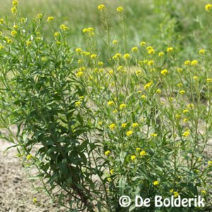 Brassicaceae - Gewone steenraket