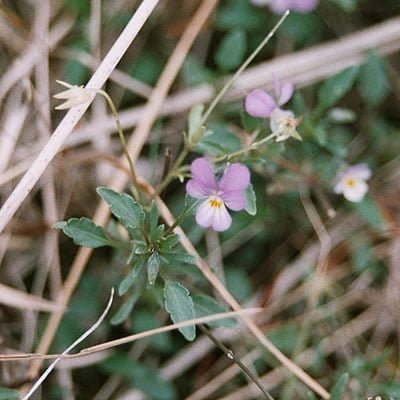 Viola curtisii - Duinviooltje