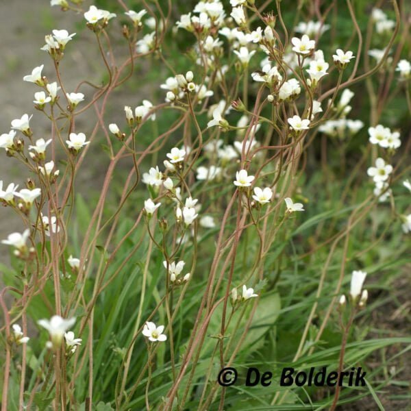 Saxifraga granulata - Knolsteenbreek